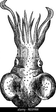 . Lehrbuch der Zoologie für Schulen und Hochschulen. Zoologie. Kapitel XXII. CBPHAI, OPODA. Klasse IV Cephalopoda. - Die letzte und höchste Klasse des JtfoUusca ist, dass der Cephalopoda, bestehend aus der Schulp Fische, Calamaries, Kalmare und den Perligen Nautilus. Sie sind alle Bewohner auf das Meer und sind alle fleischfressenden; und sie sind besessen von beträchtlicher Befugnisse der Fortbewegung. Auf dem Grund des Meeres können Sie zu Fuß, Kopf nach unten, durch die Arme (Abb. 89), die die Öffnung, die in der Regel mit zahlreichen Sauger zur Verfügung gestellt werden, und die sind wirklich durch eine Aufspaltung von t produziert Surround Stockfoto