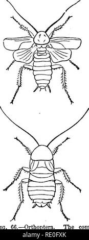 . Lehrbuch der Zoologie für Schulen und Hochschulen. Zoologie. Bestellungen von Insekten. 155 wörtlich - die geniale pigment Carmine. Die männlichen Insekt ist geflügelt, und kleiner als die Weibchen, die Flügellosen ist. Sie leben auf verschiedene Arten von Kakteen (opuntia) und sind vor allem aus Mexiko, Algerien importiert, und die Kanarischen Inseln. Zahlreiche Arten von Aphides oder Anlage - Läuse (Abb. 65) bekannt sind, und Sie gehören zu den größten Plagen des gar-dener und Landwirt, wie sie sind außerordentlich fruchtbar, und live auf die Säfte von Pflanzen. Eines der am meisten neugierig Punkte über die Anlage - Läuse ist, dass Sie Sekretieren Stockfoto