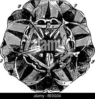 . Zoologie für Schulen und Hochschulen. Zoologie. Abb. 78. - Die gemeinsame Seeigels, Echinus (strongylocentrotus) drobachiensls. d, Rahmen der Mund und die Zähne vor gesehen; c, die gleiche seitlich gesehen; o, b, Seite und externe Ansicht eines eingle Zahn (Pyramide); alle natürlichen Größe. - Nach Morse. Mitgliedstaaten, Nordeuropa, und der arktischen Meere. Es ist Kom-mon unter den Felsen von Wasserzeichen zu fünfzig oder mehr Klafter. Er frisst Meer - Unkraut, und ist auch eine Art Schnitzeljagd, Fütterung auf tote Fische, etc. Wir haben große Zahlen von ihnen in den großen Gruppen beobachtet haben, Fütterung auf Fisch ofEal, nur wenige Klafter tief unten Stockfoto