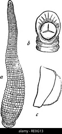 . Lehrbuch der Zoologie für Schulen und Hochschulen. Zoologie. 122 wirbellose Tiere. Hohlraum. Fortbewegung ist entweder durch die Alter-nate Fixierung und Ablösung der Sauger, oder durch eine Serpentine Beugen des Körpers bewirkt. Der Körper ist offensichtlich beringt oder annulated, aber keine Ringe tragen seitliche Anhängsel jeglicher Art. Der Mund ist manchmal mittellos der Zähne, ist aber gelegentlich mit komplexen Klauen bewaffnet. Die speiseröhre ist kurz, mit seitlichen Dilatationen, und auf die Haut durch ein schwammiges Gefäßgewebe United, so dass der Körper - Hohlraum ausgelöscht ist. Die pseudo-hasmal s Stockfoto