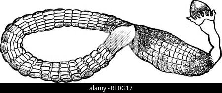 . Lehrbuch der Zoologie für Schulen und Hochschulen. Zoologie. ANARTHROPODA. 119 in Richtung der Seite von tte Körper, auf denen das Nervensystem befindet, (Siehe auch den Querschnitt eines Annulose Tier, Abb. 1.) Die gesamte Sub-Königreich der Annulosa ist in zwei großen Abteilungen bezeichnet Arthropoda und Anarthropoda unterteilt, wie der Körper ist mit Gelenkwelle Anhängsel oder nicht. In der Arthropoda, in der der Körper-Ringe eingerichtet sind (einige oder alle) mit Gelenkwelle Anhängsel, die Schalentiere (Hummer, Krabben, etc.), die Spinnen und Skorpione, skolopender, und die Insekten enthalten sind. Stockfoto