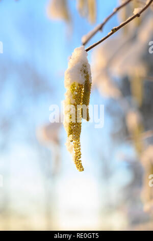 Hazel palmkätzchen (Corylus avellana) mit Schnee an einem sonnigen Wintertag, blauer Himmel mit Kopie Raum, ausgewählte konzentrieren, enge Tiefenschärfe Stockfoto