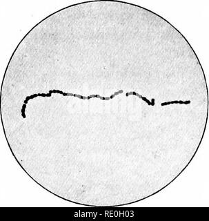 . Bakteriologische Verfahren in der Nahrung und Medikamente Labors: eine Einführung in die mikro-analytischen Methoden. Bakteriologie; Lebensmittel; Drogen. Ich 30 bakteriologischen Methoden. Bitte beachten Sie, dass diese Bilder sind von der gescannten Seite Bilder, die digital für die Lesbarkeit verbessert haben mögen - Färbung und Aussehen dieser Abbildungen können nicht perfekt dem Original ähneln. extrahiert. Schneider, Albert, 1863-1928. Philadelphia: s. Blakiston's Sohn &Amp; Co. Stockfoto