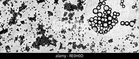. Bakteriologische Verfahren in der Nahrung und Medikamente Labors: eine Einführung in die mikro-analytischen Methoden. Bakteriologie; Lebensmittel; Drogen. Abb. 37. - Milch Fettkügelchen. Größeres Feld, wie sie im Rahmen des Low Power der zusammengesetzten Mikroskop erscheinen (X80), Globuli in der Ecke Kreis, wie Sie erscheinen unter den High Power (X 500). - {Hunter, nach S. M. Babcock.) oben, während die schwereren Partikel, wie Bakterien und Zellen des Körpers, sinken zu Boden der Zelle, damit diese Elemente auto- matisch zu trennen, und die Zählung der Kügelchen und Bakterien kön- in der gleichen Berg einfach durch Fokussierung Stockfoto