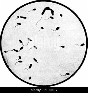 . Bakteriologische Verfahren in der Nahrung und Medikamente Labors: eine Einführung in die mikro-analytischen Methoden. Bakteriologie; Lebensmittel; Drogen. Biologische WASSERANALYSE II 5 blau-grüne Algen der Nostoc und Oscillaria Gruppen. Verschiedene mehr oder weniger vergebliche Versuche werden durch das Wasser Unternehmen gemacht, um diese Bedingungen zu korrigieren. Um zu reduzieren das Wachstum von Algen die Stauseen überdacht werden (die Algen, die Sonnenlicht für ihre Entwicklung) und vergessen dabei, dass ein Übel ist somit in ein Maß korrigiert, eine weitere und vielleicht mehr, wird angeregt, die von solchen pro-Gemeinderat, nämlich, die Wachstum und Entwicklung Stockfoto