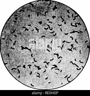 . Bakteriologische Verfahren in der Nahrung und Medikamente Labors: eine Einführung in die mikro-analytischen Methoden. Bakteriologie; Lebensmittel; Drogen. 112 BAKTERIOLOGISCHEN METHODEN Die Rohre müssen auf geeignete Stützen oder Stützen befestigt, um pre-Vent, soweit möglich, die mechanische Vermischung der Inhalte nach den Impfungen sind gemacht. Es ist wohl selbstverständlich, dass Konzentrate oder hohe Kontaminationen sind in die Rohre geimpft zu werden. Die Rohre sollten groß genug sein, um zumindest 50 bis 100 cc zu halten. von Medium und Verdacht auf Wasser zu gleichen Teilen. 12. Eine mögliche Kontamination von Nahrungsmitteln Stoffe mit der C Stockfoto