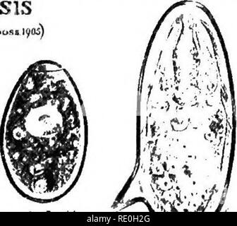 . Bakteriologische Verfahren in der Nahrung und Medikamente Labors: eine Einführung in die mikro-analytischen Methoden. Bakteriologie; Lebensmittel; Drogen. Ich'l Opisthorcliis felineus (ojicrtoowi^ Wie) ICH § (M... oo.." O5, Fe^ sclola rasciolopsis ich. hPJiB -^}^^ buskii (.".L.".) Clonorchis Clonorchis sinensis (endemicus Modii r1 I.., ,11 l. ooas Lyo/). QnW "*" V7 Schistosoma pf. rartonimus''^^?'"'^"^'K | £ Ich/'''''nians 6 nl (N" S^USA ai' al Medica/ScJMOl. Abb. 2 o.-intestinale Eizellen. Trematoden. Eizellen von intestinalen Parasiten möglicherweise in Nahrungsmittel pflanzlichen Ursprungs durch Boden, Abwasser und Fäkalien verunreinigt auftreten. Hinweis Stockfoto