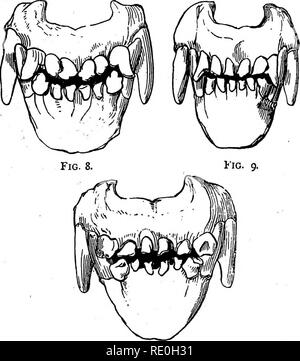 . Das Management und die Krankheiten des Hundes. Hunderassen, Hunde. Abb. 6. Abb. 7.. Abb. iq.. Bitte beachten Sie, dass diese Bilder sind von der gescannten Seite Bilder, die digital für die Lesbarkeit verbessert haben mögen - Färbung und Aussehen dieser Abbildungen können nicht perfekt dem Original ähneln. extrahiert. Hill, John woodroffe, d. 1909. Philadelphia, Gebbie &Amp; Company Stockfoto