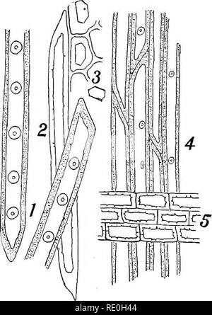 . Bakteriologische Verfahren in der Nahrung und Medikamente Labors: eine Einführung in die mikro-analytischen Methoden. Bakteriologie; Lebensmittel; Drogen. Abb. 9. Abb. 10.. Bitte beachten Sie, dass diese Bilder sind von der gescannten Seite Bilder, die digital für die Lesbarkeit verbessert haben mögen - Färbung und Aussehen dieser Abbildungen können nicht perfekt dem Original ähneln. extrahiert. Schneider, Albert, 1863-1928. Philadelphia: s. Blakiston's Sohn &Amp; Co. Stockfoto