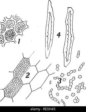 . Bakteriologische Verfahren in der Nahrung und Medikamente Labors: eine Einführung in die mikro-analytischen Methoden. Bakteriologie; Lebensmittel; Drogen. Platte III. Bitte beachten Sie, dass diese Bilder sind von der gescannten Seite Bilder, die digital für die Lesbarkeit verbessert haben mögen - Färbung und Aussehen dieser Abbildungen können nicht perfekt dem Original ähneln. extrahiert. Schneider, Albert, 1863-1928. Philadelphia: s. Blakiston's Sohn &Amp; Co. Stockfoto