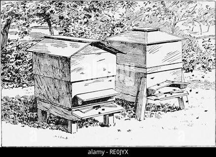 . Die Welt der tierischen Lebens. Zoologie. Der bienenkorb BIENE 347 Versuch Honig zu beschaffen, wie die Arbeiter; noch sie Zellen bilden, bewachen den Bienenstock, oder kümmern sich um den Jungen. Und, außer kurz vor schwärmen, es gibt nie mehr als eine Königin in einem Bienenstock. In einem großen Bienenstock Es gibt eine Königin sein, vielleicht zwei tausend Drohnen, und von 10 bis 20 tausend Arbeiter. Aber diese Zahlen variieren in den verschiedenen Jahreszeiten. So ganz ist die Zeit der Königin-Biene im Legen von Eiern belegt, dass Sie nicht erwartet, sich selbst zu ernähren, aber sorgfältig. Biene - Nesselsucht gespeist durch einige der Arbeiter, die bringen Stockfoto