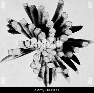 . Über das Verhältnis der Phyllotaxis zu mechanischen Gesetzen. Phyllotaxis; Blätter. Platte XXIV.. Bitte beachten Sie, dass diese Bilder sind von der gescannten Seite Bilder, die digital für die Lesbarkeit verbessert haben mögen - Färbung und Aussehen dieser Abbildungen können nicht perfekt dem Original ähneln. extrahiert. Kirche, A. H. (Arthur), 1865-1937; Kirche, Arthur Henry, Hinweise zur PHYLLOTAXIS. London, Williams & Amp; Norgate Stockfoto