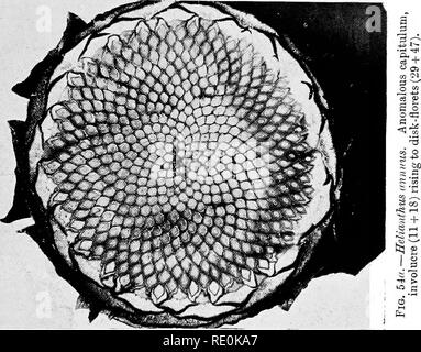 . Über das Verhältnis der Phyllotaxis zu mechanischen Gesetzen. Phyllotaxis; Blätter. . Bitte beachten Sie, dass diese Bilder sind von der gescannten Seite Bilder, die digital für die Lesbarkeit verbessert haben mögen - Färbung und Aussehen dieser Abbildungen können nicht perfekt dem Original ähneln. extrahiert. Kirche, A. H. (Arthur), 1865-1937; Kirche, Arthur Henry, Hinweise zur PHYLLOTAXIS. London, Williams & Amp; Norgate Stockfoto