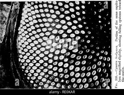 . Über das Verhältnis der Phyllotaxis zu mechanischen Gesetzen. Phyllotaxis; Blätter. Platte XIII. Bitte beachten Sie, dass diese Bilder sind von der gescannten Seite Bilder, die digital für die Lesbarkeit verbessert haben mögen - Färbung und Aussehen dieser Abbildungen können nicht perfekt dem Original ähneln. extrahiert. Kirche, A. H. (Arthur), 1865-1937; Kirche, Arthur Henry, Hinweise zur PHYLLOTAXIS. London, Williams & Amp; Norgate Stockfoto