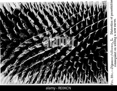 . Über das Verhältnis der Phyllotaxis zu mechanischen Gesetzen. Phyllotaxis; Blätter. . Bitte beachten Sie, dass diese Bilder sind von der gescannten Seite Bilder, die digital für die Lesbarkeit verbessert haben mögen - Färbung und Aussehen dieser Abbildungen können nicht perfekt dem Original ähneln. extrahiert. Kirche, A. H. (Arthur), 1865-1937; Kirche, Arthur Henry, Hinweise zur PHYLLOTAXIS. London, Williams & Amp; Norgate Stockfoto