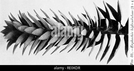 . Über das Verhältnis der Phyllotaxis zu mechanischen Gesetzen. Phyllotaxis; Blätter. . Bitte beachten Sie, dass diese Bilder sind von der gescannten Seite Bilder, die digital für die Lesbarkeit verbessert haben mögen - Färbung und Aussehen dieser Abbildungen können nicht perfekt dem Original ähneln. extrahiert. Kirche, A. H. (Arthur), 1865-1937; Kirche, Arthur Henry, Hinweise zur PHYLLOTAXIS. London, Williams & Amp; Norgate Stockfoto