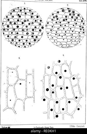 . Auf der elaioplasts in Mono- und dikotyler Pflanzen. - Auf spezielle zelluläre Stellen, die form Anthocyanine. - Auf einem speziellen zellulärer Körper in zwei Orchideen gefunden. Pflanzliche Zellen und Gewebe; Pflanzenphysiologie. Ich^? liy! lfl^" Nico Unn. c! Ich lV. über Xol. XTV. lm: XV!.. TaccMnardi AutortM Lit e Ferrari Pavia ich Politis-Cianopias ich;!. Bitte beachten Sie, dass diese Bilder sind von der gescannten Seite Bilder, die digital für die Lesbarkeit verbessert haben mögen - Färbung und Aussehen dieser Abbildungen können nicht perfekt dem Original ähneln. extrahiert. Politis, Johannes. [Pavia Stockfoto