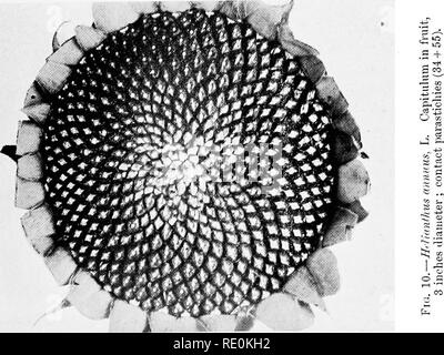 . Über das Verhältnis der Phyllotaxis zu mechanischen Gesetzen. Phyllotaxis; Blätter. 6. Bitte beachten Sie, dass diese Bilder sind von der gescannten Seite Bilder, die digital für die Lesbarkeit verbessert haben mögen - Färbung und Aussehen dieser Abbildungen können nicht perfekt dem Original ähneln. extrahiert. Kirche, A. H. (Arthur), 1865-1937; Kirche, Arthur Henry, Hinweise zur PHYLLOTAXIS. London, Williams & Amp; Norgate Stockfoto