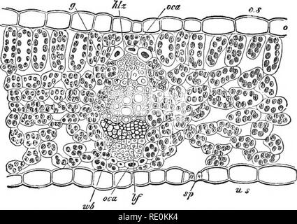 . Elementare Pflanzenphysiologie. Pflanzenphysiologie. Austausch und die Bewegungen von Gasen und Flüssigkeiten. 65 57. Struktur eines Blattes eines mesophytic Anlage. - das Blatt von jeder beliebigen mesophytic Arten, wie Klee {Trifoliuni Untersuchen), Buche [Fagtis), Apple{Malus), Eiche (Quercus). Ein paar Blätter in Alkohol die Chlo - rophyl zu extrahieren, dann die Verzweigungen der Nerven. Dia-gramm gleich zu machen. Schneiden Sie einen dünnen Querschnitt der Blattstiel und die Bildung des Bundles. Schneiden Sie einen dünnen Querschnitt der Teil der Klinge. Beachten Sie die Anordnung der Zellen an die. Fi^. 4 T.-Quer s Stockfoto