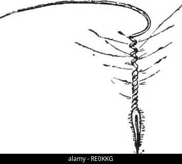 . Elementare Pflanzenphysiologie. Pflanzenphysiologie. Austausch und die Bewegungen von Gasen und Flüssigkeiten. tT. Fi^. 38.-Awn von Erodzum, showings Torsion der basalen Teil. Nach Detmer. kleines Loch in den Deckel gemacht werden, und das Glas in einem Zylinder von Wasser eingestellt. Notieren Sie die Position der Quecksilbersäule, oder der Länge der geschlossenen Luftsäule messen. Da die Samen aufquellen, die Lampe wird gepresst und das Quecksilber gegen die Luft in das geschlossene Arm angetrieben. Das Volumen der Luft wird die Höhe der Druck bezeichnen, wie von Boyle's law berechnet. (Siehe "Praktische Physiologie", S. 176.) 55. Stockfoto