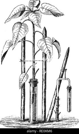 . Elementare Pflanzenphysiologie. Pflanzenphysiologie. Austausch und die Bewegungen von Gasen und Flüssigkeiten. 59. Abb. 36.- Eine gebogene Rohr angebracht ist stumpf einer Pflanze zu tlie durch einen Gummischlauch, und führt die SAP schied in ein Reagenzglas. Die besteuerte Schießen wird mit ihrer Basis in einem Zylinder mit Wasser getaucht, um zu ermitteln, Menge Wasser aufgenommen. Nach Oels. Die meisten praktisch, dass die Flüssigkeit eine Spalte von Luft zu komprimieren, und sein Volumen wird der Betrag der ausgeübten Druck. Bitte beachten Sie, dass diese Bilder aus gescannten Seite Bilder, die digital verbessert worden sein können extrahiert werden Stockfoto