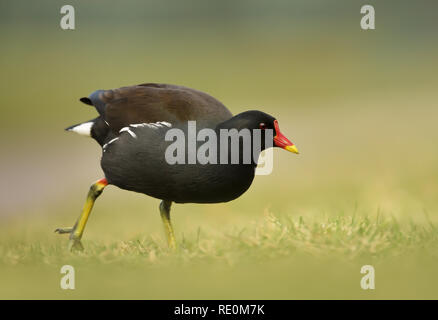 Nahaufnahme eines Sumpfhuhn wandern im Gras, UK. Stockfoto