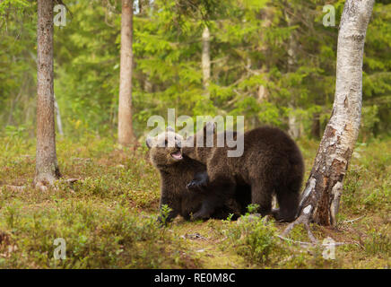 Zwei europäische Braunbären (ursos arctos) Cubs spielen im borealen Wald, Finnland kämpfen. Stockfoto