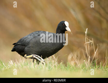 Nahaufnahme des Eurasischen Blässhuhn wandern im Gras, UK. Stockfoto