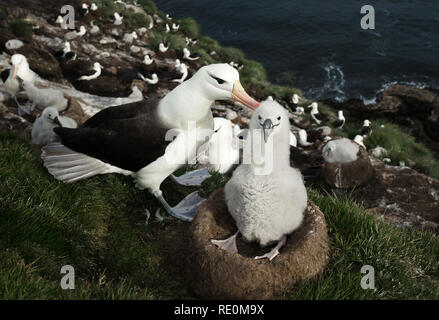 Nahaufnahme von einem Schwarzen der tiefsten Albatross mit Küken im Nest, Falkland Inseln. Stockfoto