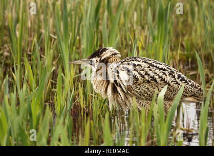 Nahaufnahme eines Eurasischen Große Rohrdommel (Botaurus stellaris), UK. Stockfoto