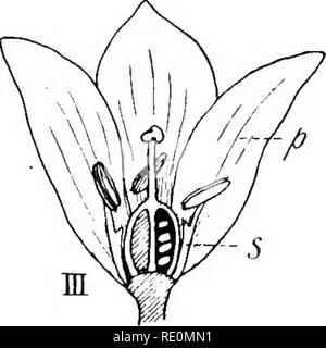 . Südafrikanische Botanik. Botanik. vm w-fiedicel - ftedujicle r '^^''^ VI Schwein. 110,- alpenveilchen. I. Blütenstand. Ii. Eine Blume (vergrößert). Iii. Vertikalen Abschnitt (s. = Blütenblatt, s. = staubgefäße). Iv. Ein Blütenblatt mit Staubgefäß [a. = Fila- ment mit nektarium, 6. = Staubbeutel). V. Eierstock Schnitt quer. Vi. Diagramm mit Blumenmuster. Agapanthus. - Diese hat große Dolden der blauen oder weißen Blüten, und fand wilde in Cape Colony und in Gärten in Transvaal. Bitte beachten Sie, dass diese Bilder aus gescannten Seite Bilder, die digital für die Lesbarkeit verbessert haben mögen - Färbung und Aussehen dieser Illu extrahiert werden Stockfoto