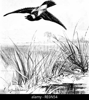 . Vogel - Leben: ein Leitfaden für das Studium unseres gemeinsamen Vögeln. Vögel. /^. Pr.ATE XXXVIII, BOBOLINK. Länge, 7' 25 Zoll. Männlich, i.e. bnff snnnner, Nacken, Schultern und Rumpf weißlich; Krone und unter Teile schwarz. Fimwle, i/oiinr/, und männliche i.e. irin-ter, sparrowlike; obere Teile schwarz, bräunlich, und bnff}'; unter parls yel-lowish Weiß. 171. Bitte beachten Sie, dass diese Bilder sind von der gescannten Seite Bilder, die digital für die Lesbarkeit verbessert haben mögen - Färbung und Aussehen dieser Abbildungen können nicht perfekt dem Original ähneln. extrahiert. Chapman, Frank M. (Frank Michler), 1864-194 Stockfoto