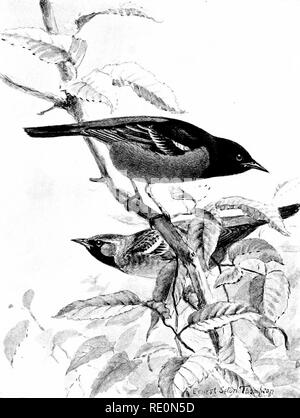 . Vogel - Leben: ein Leitfaden für das Studium unseres gemeinsamen Vögeln. Vögel. &Lt;^v^^. Platte XXXVI. ORCHARD ORIOLE. Länge, 7'' 30 Zoll. Nach Maultier, Krone, zurück und thrrtat Schwarz, der Rest des Körpers Kastanie. Yoiinr/männlich, obere Teile oliv-grün; Hals schwarz, Rest unter Teile gelblich. Weiblich, ähnlich, aber Schwarz auf Kehle durch gelblich ersetzt. ^ 167. Bitte beachten Sie, dass diese Bilder sind von der gescannten Seite Bilder, die digital für die Lesbarkeit verbessert haben mögen - Färbung und Aussehen dieser Abbildungen können nicht perfekt dem Original ähneln. extrahiert. Chapman, Frank M. (Frank Michler), Stockfoto