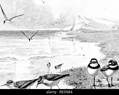 . Vogel - Leben: ein Leitfaden für das Studium unseres gemeinsamen Vögeln. Vögel. V V. TjsuSS^Pi^- Platte X. Otv/^f-S'/) 0 / £ FLUSSSEESCHWALBE, (Lenf/ili.ir.llll Zoll.) Semipalmated Sandpiper. LOVEB SESIIPALMATED I'. (Länge, C'oU Zoll.) (Länge, u -; 5 Zoll.) 1 U 7. Bitte beachten Sie, dass diese Bilder sind von der gescannten Seite Bilder, die digital für die Lesbarkeit verbessert haben mögen - Färbung und Aussehen dieser Abbildungen können nicht perfekt dem Original ähneln. extrahiert. Chapman, Frank M. (Frank Michler), 1864-1945; Seton, Ernest Thompson, 1860-1946. New York: D. Appleton Stockfoto