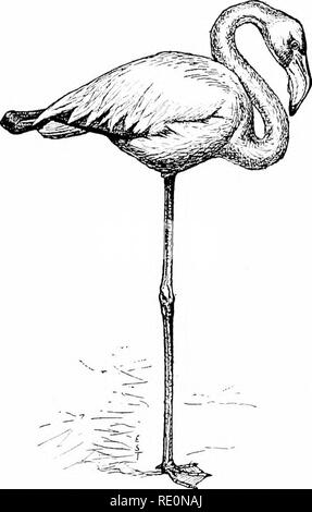 . Vogel - Leben: ein Leitfaden für das Studium unseres gemeinsamen Vögeln. Vögel. 28 FORM AjSTI) Gewohnheit: DIE FÜSSE. Wasser - liebevolle Taucher, Alken, Möwen, Kormorane, und Enten. In ons tlie waten Ilei' und marsli - bewohnen und Kails Gallinules tlio Web abwesend ist, l:) ut Es rea] 3 Birnen in Form von lol) es auf den Zehen der aquatischen Blässhühner der gleichen Familie. Einige sliore - iuliabiting Snipe liave die Grundlagen der Zehen United von Web-sites, aber die Phalaropes, von zwei Arten, ha^â ¢ e gelappt Zehen n (.) t im Gegensatz zu denen der Blässhühner, und sind wahre schwimmen Snipe Leben auf dem Meer für lange Zeiträume. Länge der Fuß ist weitgehend dejjendent Upo Stockfoto