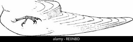 . Vogel - Leben: ein Leitfaden für das Studium unseres gemeinsamen Vögeln. Vögel. 18 FORM UND GEWOHNHEIT: DI FLÜGEL. Status). Die Jungen dieses Vogels haben gut entwickelten Krallen auf dem thunil) und ersten Finger, und lange bevor Sie flv können Sie Nse als Aids in kletterten über die Ijushes, sehr nuieh wie können wir uns vorstellen das Archieopteryx tat. In tlie nach diesen klauen wollen. Einige eminent Wasservögel, wie Greljes und Pen-guins, wenn sie an Land sind, kann ihre Flügel als Vordergrund Beine in scraml) unbeholfen Ling entlang; während einige flugunfähige Vögel, zum Beispiel die Osti' ich, ihre Flügel ausbreiten, wenn Run- ning. Aber lassen Sie uns con Stockfoto