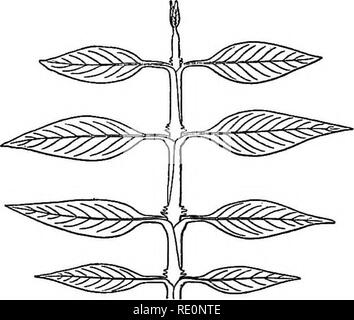 . Praktische Physiologie der Pflanzen. Pflanzenphysiologie; 1894. CH. VIl] EIBE KNOSPEN. 181 der Blätter auf den Erwachsenen horizontale "Zweige ist üblicherweise und regelmäßig durch Verdrehung der Internodien produziert. In der snowberry (symphoricarpus) die Differenz zwischen den vertikalen und horizontalen Zweigen ist besonders leicht zu sehen, da gibt es immer genügend senkrechten Triebe entstehen rund um die Strauch. In diesen Die decussate Anordnung der Blätter offensichtlich ist, in der Erwägung, dass in der Horizontalen schießt die decussation ist nur in den ganz jungen Blätter sichtbar, die Älteren sind in zwei horizontale Reihen angeordnet Stockfoto