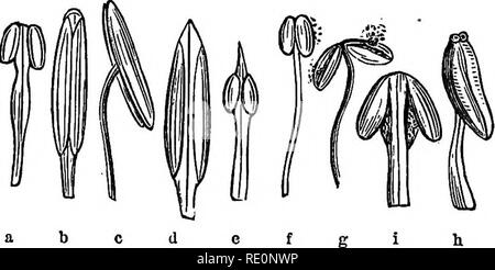 . Praktische Botanik, strukturelle und systematische, letztere Teil wird eine analytische Schlüssel zum wild blühenden Pflanzen, Bäume, Sträucher, Kräuter und Gräser, Seggen der nördlichen und mittleren Vereinigten Staaten östlich des Mississippi. Botanik. 63 praktischen Botanik. trorse (nach innen gedreht), wenn es auf den Blütenstempel, wie in Magnolia (Abb. d). Die VEESATILE ANTHEE ist usuallj introTse (zu-• ward die Achse der Blume) - gedreht selten extrorse. Das bindegewebe ist oft unauffällig, oder sogar wünschen, so dass die anthere - lohes" in engem Kontakt. Manchmal Es outruns Die anthere und Tipps Es w Stockfoto