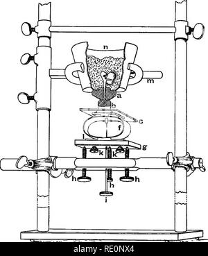 . Praktische Physiologie der Pflanzen. Pflanzenphysiologie; 1894. 120 GIPS METHODE. [CH. V Der Grad der Verdichtung, und daher die Kraft, durch Lesen geschätzt, mit einer horizontalen Mikroskop, der Abstand zwischen Zeiger zeigt auf der Innenseite der Feder eingebaut. Im Folgenden wird das Verfahren für den Einbau der Anlage in das Gerät.. Abb. 23, Exp. 152. Der sämling Bohne ist in der flower-pot n mit feuchten Sägespänen gefüllt, so dass 15 - 30 mm. Der root-Projekt durch das Loch. Wird ein Deckel auf dem Topf, den platziert. Bitte beachten Sie, dass diese Bilder aus gescannten Seite Bilder extrahiert werden, Stockfoto