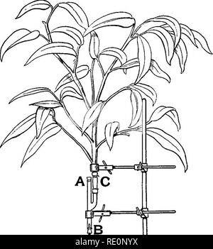 . Praktische Physiologie der Pflanzen. Pflanzenphysiologie; 1894. CH. IV] POTOMETER. 73. Bitte beachten Sie, dass diese Bilder sind von der gescannten Seite Bilder, die digital für die Lesbarkeit verbessert haben mögen - Färbung und Aussehen dieser Abbildungen können nicht perfekt dem Original ähneln. extrahiert. Darwin, Francis, Sir, 1848-1925; Acton, Edward Hamilton, d. 1895; Lindley, Nathaniel Lindley, Baron, 1828-1921. sgn. Cambridge University Press Stockfoto