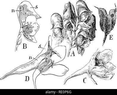 . Die Natur und die Entwicklung der Pflanzen. Botanik. Entwicklung von Pflanzen 441 Teile Der blütenhülle, die häufiger in Dreien oder unbestimmte Anzahl als in Fives, sind ebenfalls Gegenstand zu betrachten - in der Lage, Schwankungen. Sehr häufig ist das Corolla nicht entwickelt ist oder teilweise unterdrückt, und die kelchblätter werden gefärbt und gängigen Petaloid-Boden nachempfunden, wie in die sumpfdotterblume, Leberblümchen, bestimmte windfiowers, rue, Spice Bush, Rittersporn, etc. In ein paar der Gattungen der Blütenhülle stark geändert wird und auch unregelmäßig, wie in der Columbine (Abb. 306, B, N), wo fünf der Blütenblätter, oft als staubgefäße geändert Stockfoto