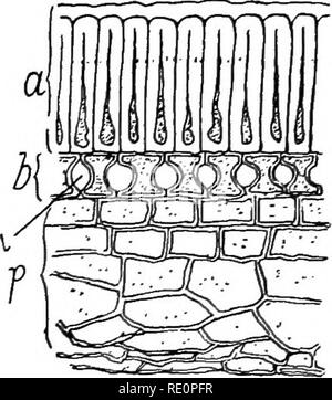 . Landwirtschaftliche Botanik, theoretische und praktische. Botanik, wirtschaftlichen; Botanik. 644 BAUERNHOF "SEEDS": spezielle Rotklee und Wundklee; andere sind eigenartig mit Streifen, Punkte markiert, und marmoriert Linien wie in Lupinen, Erbsen, Rebhuhn und Scharlach Stangenbohnen. Die Struktur der Testa ist viel das gleiche in die gesamte Bestellung, dass der Pea im Querschnitt in Abb. gegeben ist. 194. Die äusserste Schicht {a) besteht aus Zellen der Epidermis, die Dick sind dünnwandige und größte in Richtung der Radius des Samens. In Folge der Härte und Form der Zellen, das ist wie die Hard bekannt Stockfoto