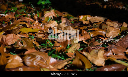 Laub auf dem Boden unter den grünen Rasen. Stockfoto