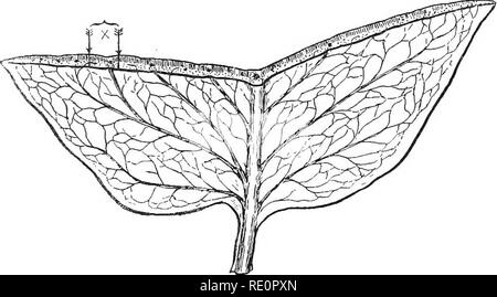 . Die Natur und die Entwicklung der Pflanzen. Botanik. 8 DIE ARBEIT DES BLATTES mehr bedeutende Arbeit, die von den Blättern durchgeführt wird der Bau von Lebensmitteln, die aus Wasser oder Transpiration, und die Atmung oder die Atmung. Der Umfang dieser Arbeit weit über die Energie in allen Industrien der Welt. Die Blätter jedoch, diese Arbeit so leise und wirtschaftlich erreichen, dass die meisten Menschen kaum bewusst sind. Um den Zweck der Blattstiel und Green Blade (Bild verstehen. 3) oder die Bedeutung der verschiedenen Formen und Modalitäten der Blätter wird es notwendig sein, zu untersuchen, Stockfoto