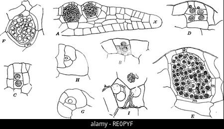 . Die Eusporangiatae; die vergleichende Morphologie der Ophioglossaceae und Marattiaceae. ; Ophioglossaceae Marattiaceae. Die GAMETOPHYTE 127 Schichten von Zellen. Die Form und Verteilung der apikalen Zellen ist genau das gleiche wie in den anderen Marattiaceae. Steife braun rhizoids sind auf der unteren Fläche entwickelt und sind vor allem auf die Mittelrippe, über die Sie kann gleichmäßig verteilt werden, oder es können bestimmte Regionen von erheblicher Tragweite, die ziemlich mittellos sind, beschränkt. Die rhizoids in allen Arten, die noch nicht untersucht worden sind, sind wirklich vielzelligen, wie richtig von Brebner gezeigt wurde Stockfoto