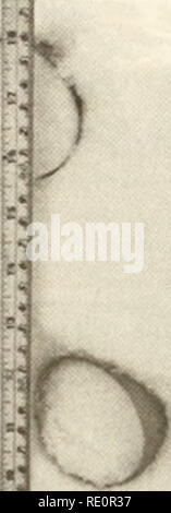 . Ökologische Untersuchungen der Tundra biome in der Prudhoe Bay, Alaska. Tundra Ökologie. 18 Und der Schmelzpunkt war 102 cal cm^(Tabelle 2). Nach Anhebung der Temperatur auf 0° C, weitere 1.000 cal cm'^wäre erforderlich, um es zu schmelzen. Allerdings ist die tatsächliche Schmelzen Prozess ist durch lokalisierte Versickerung und refreezing der Schmelze kompliziert - Wasser im Schnee nach leichten Schmelzen auf der Schneeoberfläche auftritt. Diese sickerwässer re-friert ein komplexes Netzwerk aus Eis Drüsen (fast senkrecht, pipelike Strukturen) und Eis Linsen den ganzen Schnee und in der Tundra - Schnee Schnittstelle zu bilden. Der Prozess Stockfoto