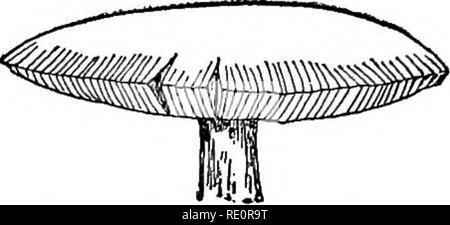 . Der Pilz Buch: Ein beliebter Leitfaden für die Identifizierung und Untersuchung von unseren gewöhnlichen Pilze, mit besonderem Schwerpunkt auf die essbaren Sorten. Pilze, Pilze, Essbar; Kochen (Pilze); Cbk. Pilze mit Kiemen Gibt es etwas Besonders attraktiv zu fliegen, und doch für Sie seine Säfte zu trinken bedeutet Tod, wie durch den Kreis der Toten gesehen kann Fliegen auf dem Boden liegend unter dem Schatten der GAP sein. Der Chief Gift dieser Pilz ist ein Alkaloid namens musca-rine, die die Nerven die Kontrolle der Tätigkeit des Herzens lähmt. Injektionen von atropin in Dosen von einem one-hundr Stockfoto