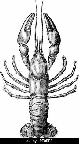 . Eine Einführung in das Studium der Zoologie: Durch T. H. Huxley, F.R.S.; mit 82 Abbildungen. Krebse; Zoologie. 250 THK VERGLEICHENDE MORPHOLOGIE DER KREBSE. gewerblich in sechs Gattungen gruppiert werden - Asta-coides (Abb. 65), Astacopsis, Chceraps, Farastacus (Abb. 64). Fis. 64.- Parasiacns Irasiliensis (J Nat.-Größe). Aus dem Süden von Brasilien. Eiigceus und Paranephrops - auf dem gleichen Prinzip wie die zur Gruppierung der nördlichen Formen in zwei Gattungen geführt hat, aber der gleiche Komfort hat. Bitte beachten Sie, dass diese Bilder aus gescannten Seite Bilder, ha können extrahiert werden Stockfoto