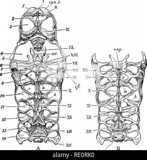 . Eine Einführung in das Studium der Zoologie: Durch T. H. Huxley, F.R.S.; mit 82 Abbildungen. Krebse; Zoologie. Die CEPHALOTHOEAX. 153 Die unmittelbar vor dem Vornean liegen, gibt es eine kleine runde Öffnung für die Befestigung der. Abb. 39.- AstacMsJluviatiliii. - Die oeplialothoraoio etema und der endo-phragmal System (x2). Ein, von unten; S, von oben, a, a', arthrophragms oder Partitionen zwischen den Gelenkknorpel Hohlräume für die Gliedmassen; Kappe, Schädeluntersuchungen apodeme; der zervikalen Falten; Epn. 1, epimeron des antennulary Somiten; h, anterior, und K, der hinteren horizontalen Prozess Stockfoto