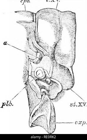 . Eine Einführung in das Studium der Zoologie: Durch T. H. Huxley, F.R.S.; mit 82 Abbildungen. Krebse; Zoologie. Die CEPHALOTHOEAX. 1.31 pleiirobranchia (Abb. 4, plb. 14) angeschlossen; und vor diesem, sie angeschlossen ist, die von einem schmalen Hals, mit einer langgestreckten dreieckigen Stück, das sich für eine vertikale Richtung und liegt in der Falte trennt, der Posterioren thorakalen Somiten aus dem nächsten vor. Die Basis dieser. xp. 14-FlG. 38. - Ein ^ acn. Ich fim-iatiH. Ich. - Der Modus des connexior hptween der letzten Thorax- und die erste abdominal Somiten (x3). a, L-förmigen Balken; cpe, Panzers; Ca^s. 14, Stockfoto